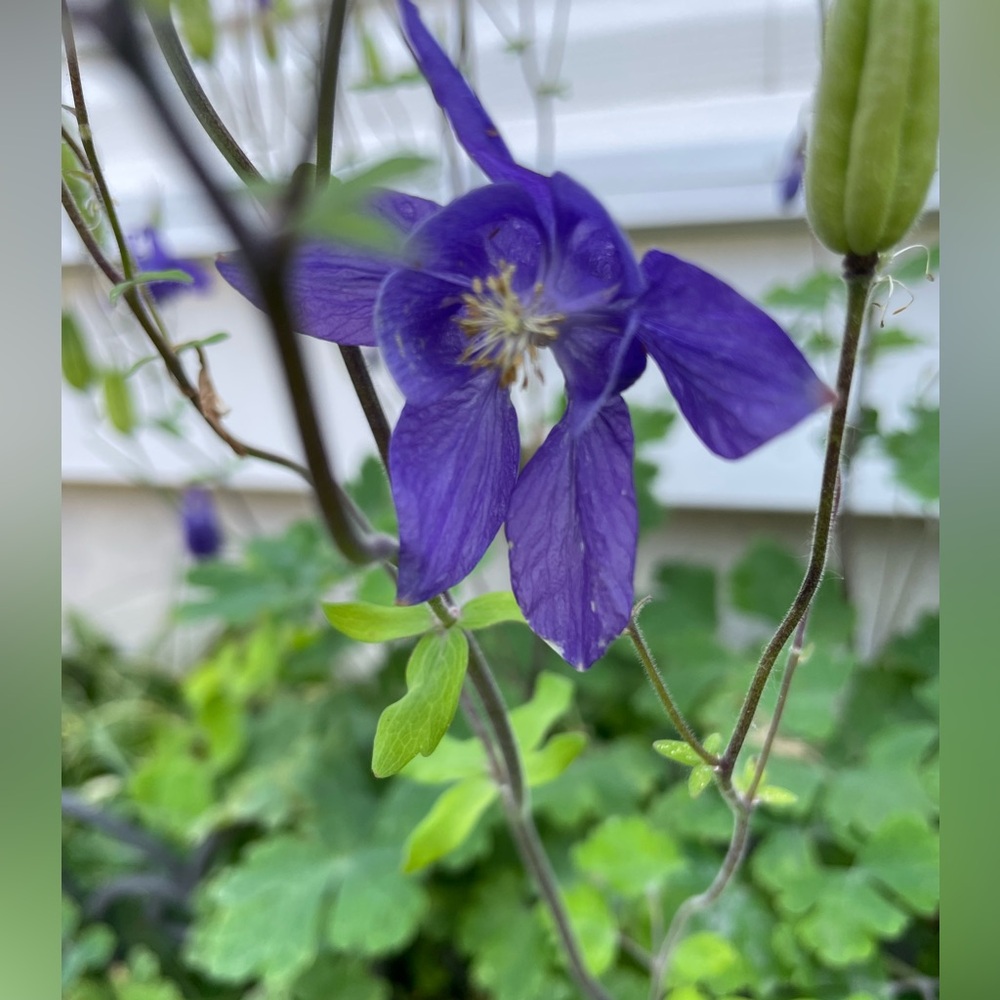 🥀 Purple Columbine seeds- biennial Spring Summer, long lasting greenery